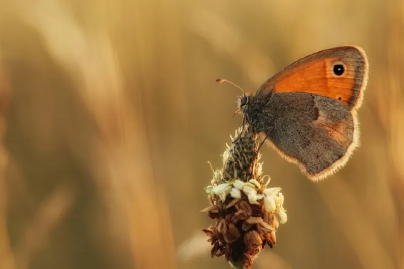 Tamron Objectif SP 90mm F/2,8 Di VC USD MACRO 1:1 - Monture Nikon