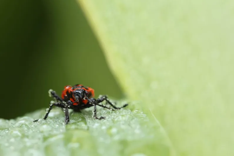 71cnNAtILAL._AC_SL1500_