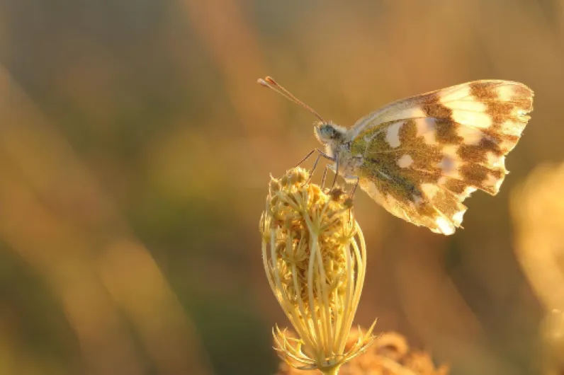 81LQWJVjYGL._AC_SL1500_