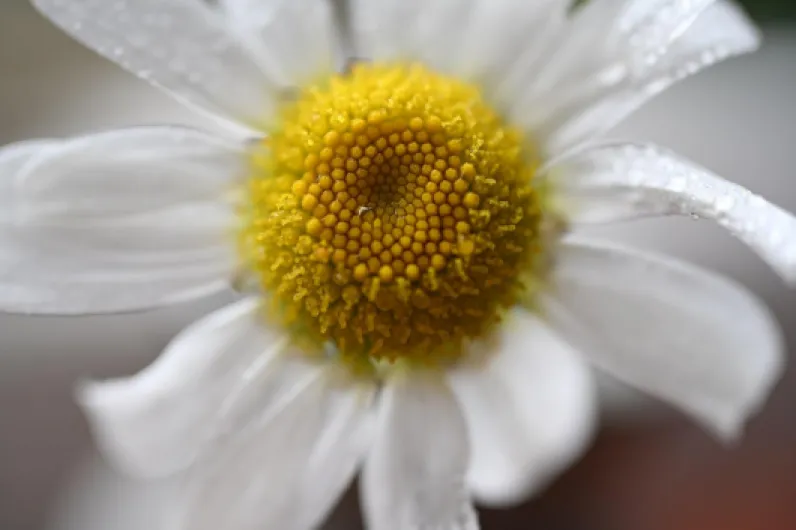 Objectif Macro NIKKOR Z DX MC 35mm f/1.7 pour Hybride Nikon APS-C