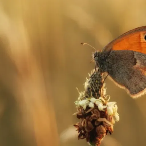 Test Tamron Objectif SP 90mm : un objectif macro qui fait le job sans chichis