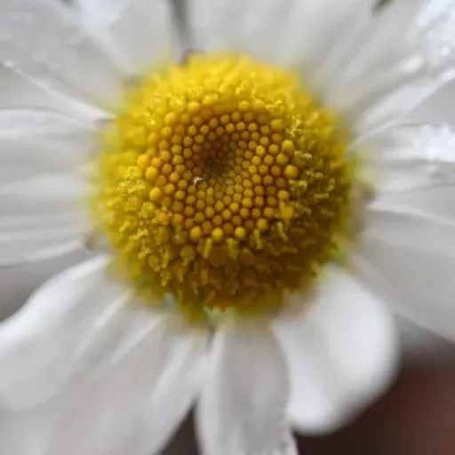 Test de l'Objectif Macro NIKKOR Z DX MC 35mm f/1.7 : Un allié pour vos gros plans