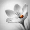 Macro de printemps : les reglages et l'objectif qui changent tout pour photographier fleurs et insectes